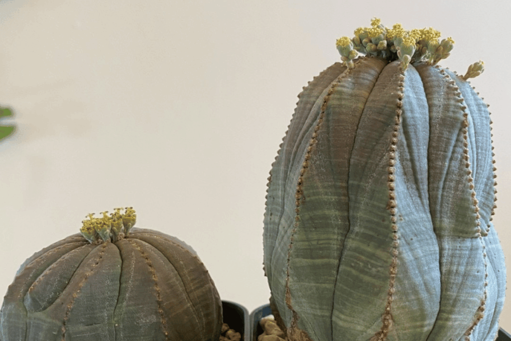 オベサの種取りから種まき（実生）までの流れ