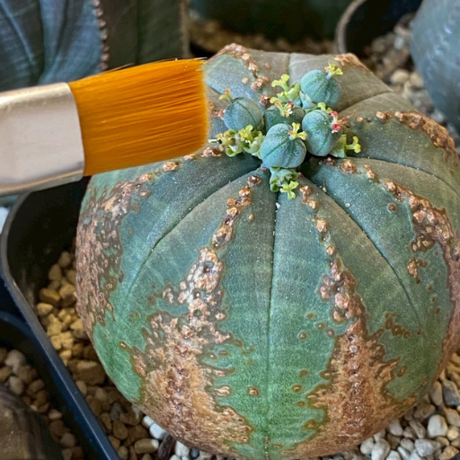 筆者宅で育てているオベサの花粉を筆で移している写真